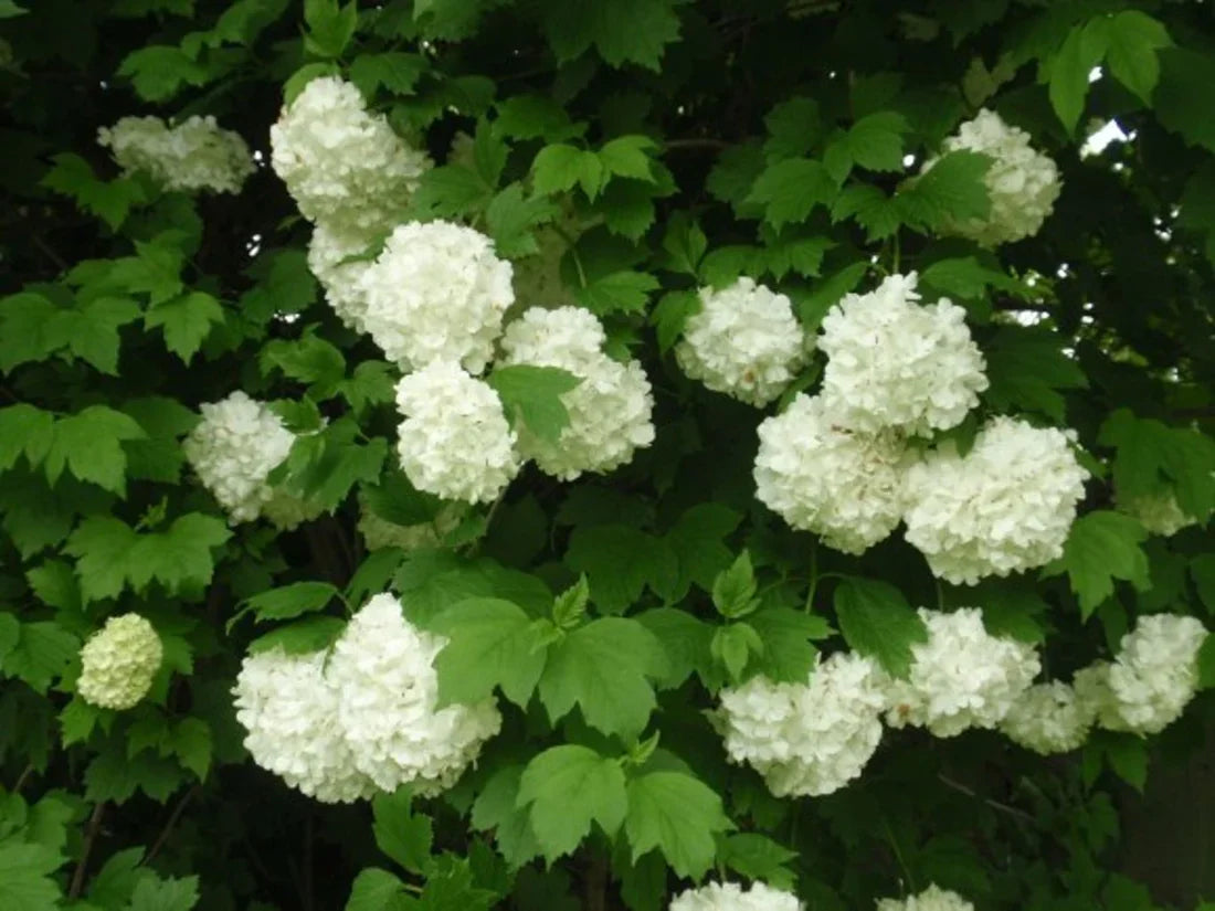Olvon (Viburnum)
