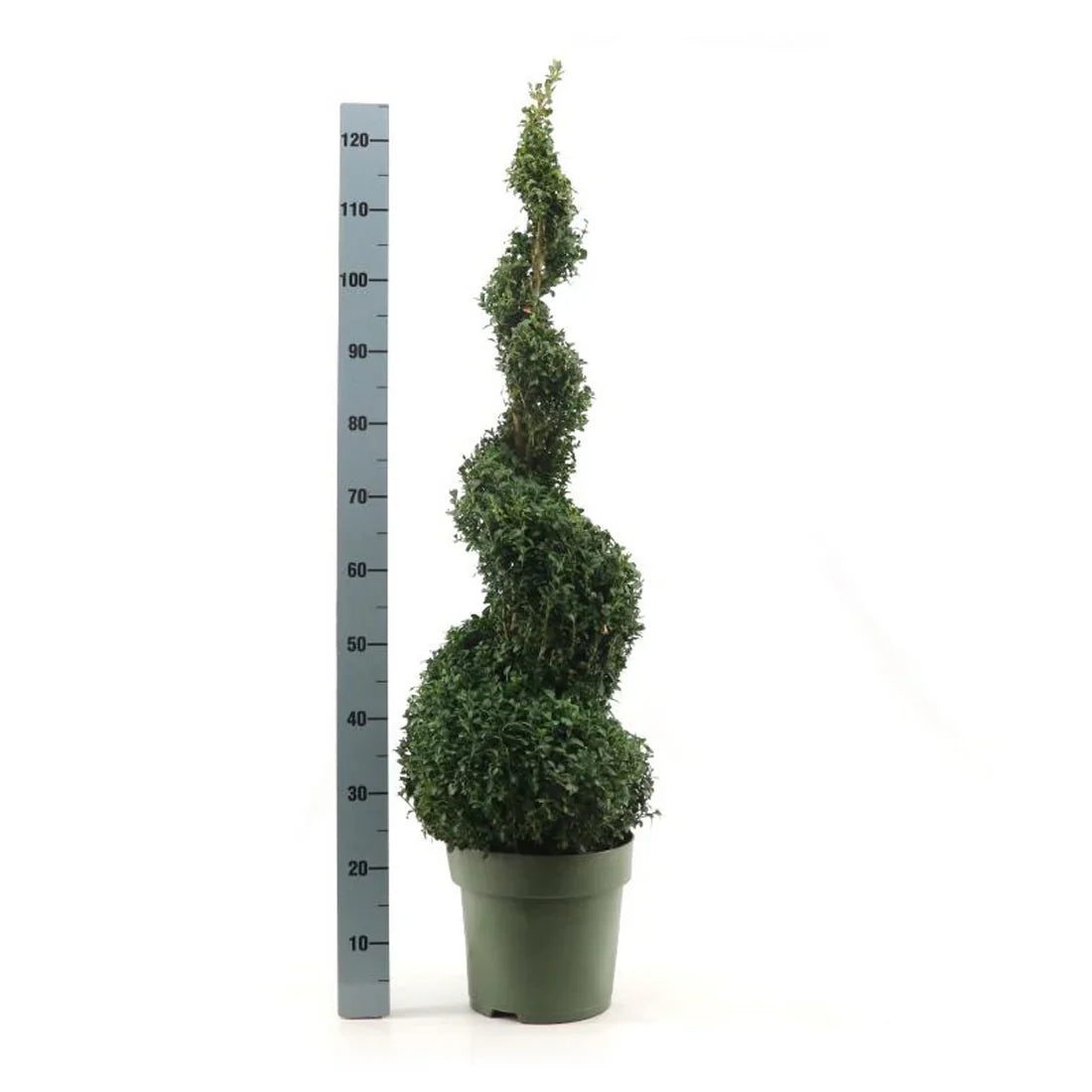 Formklippt buxbom (Buxus sempervirens)