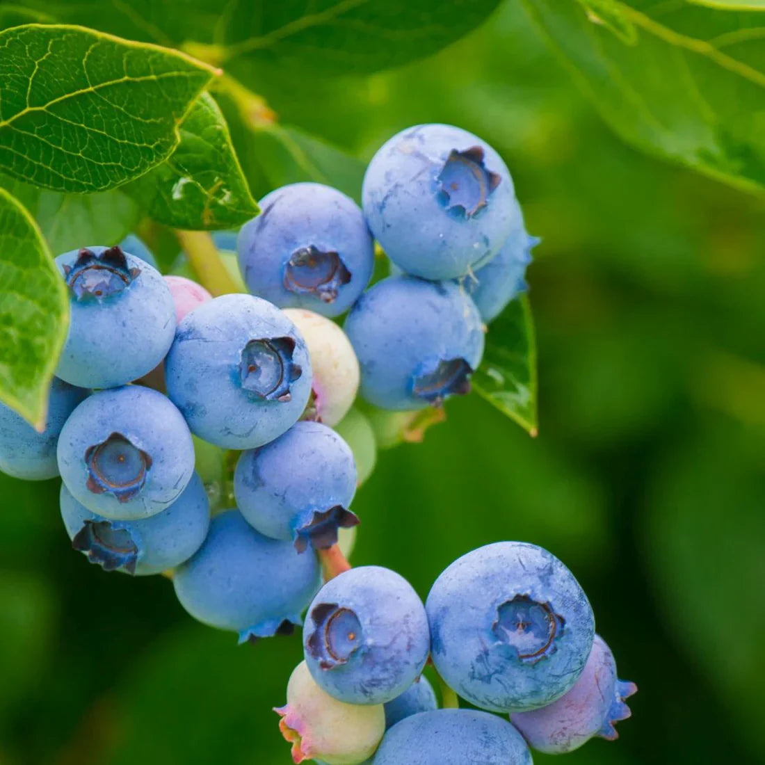 Trädgårdsblåbär (Vaccinium corymbosum)