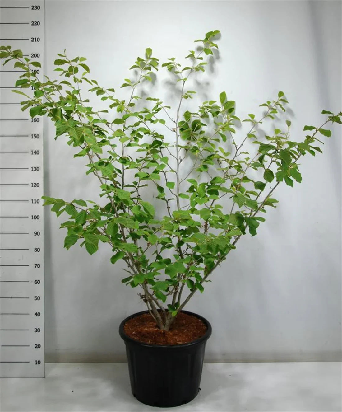 Trollhassel (Hamamelis)