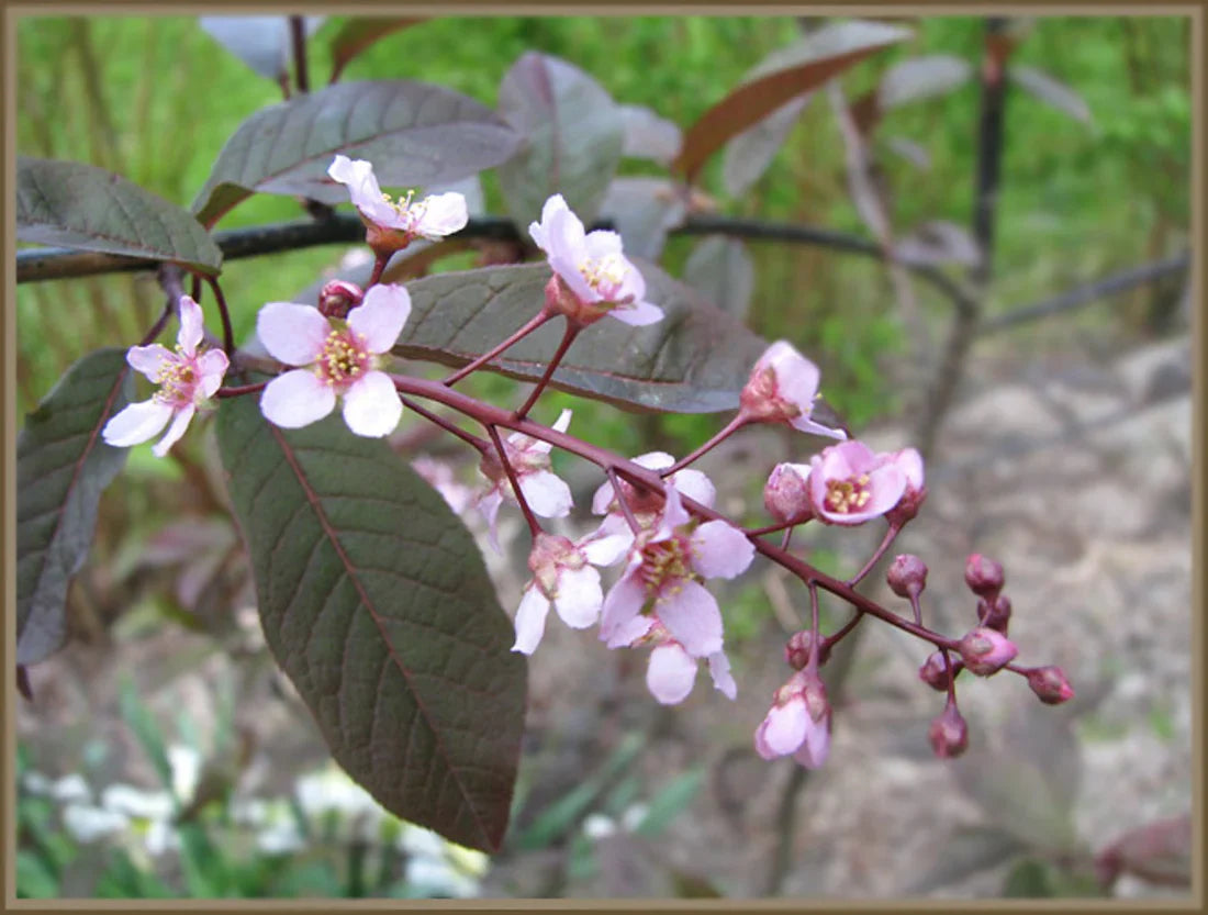 Blodhägg (Prunus padus 'Colorata')