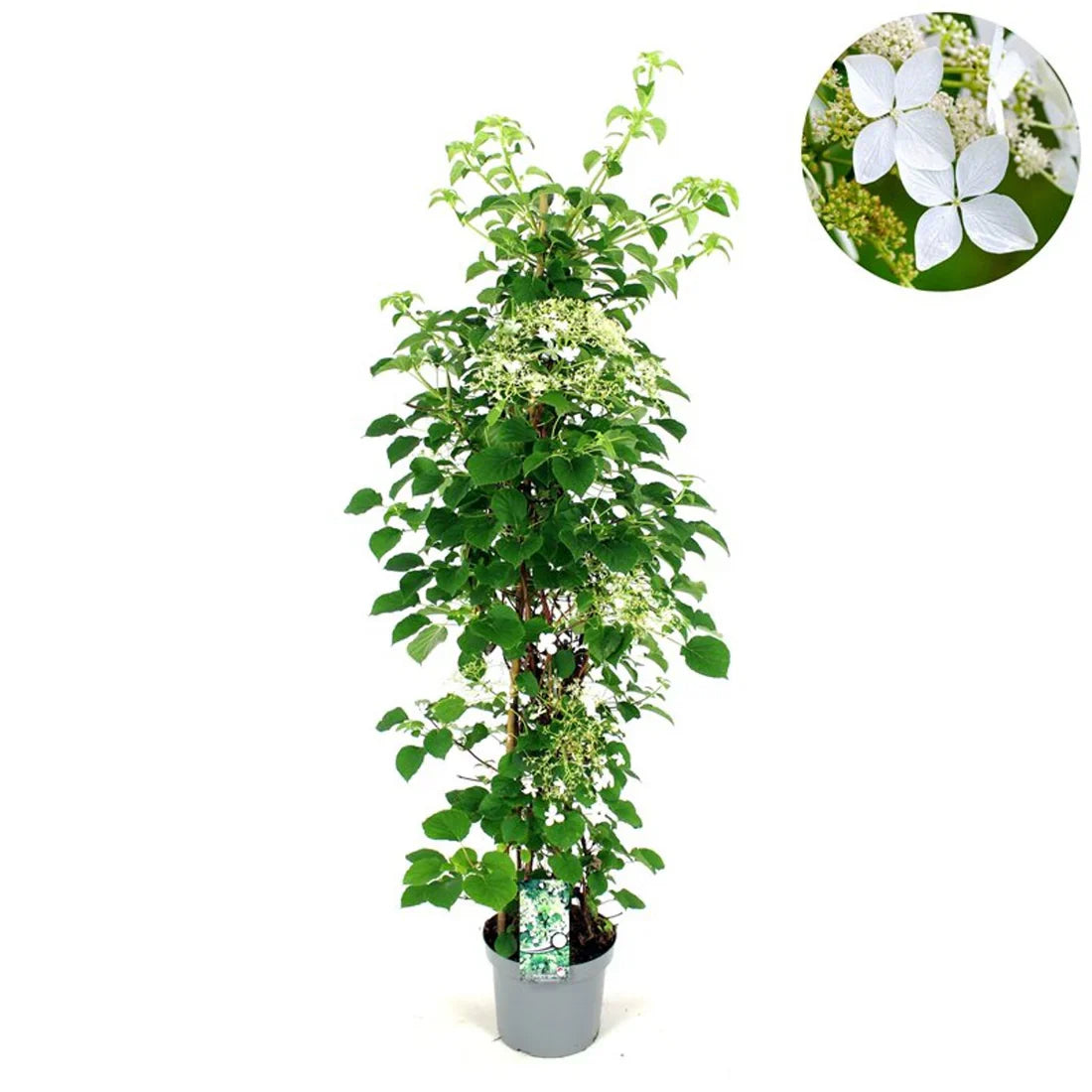 Klätterhortensia (Hydrangea anomala)