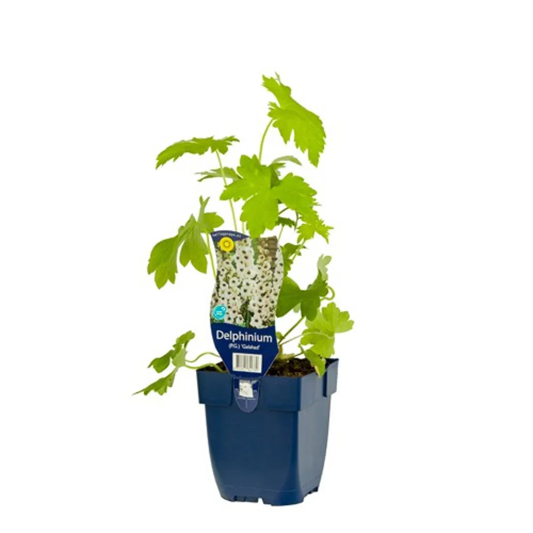 Riddarsporre (Delphinium)