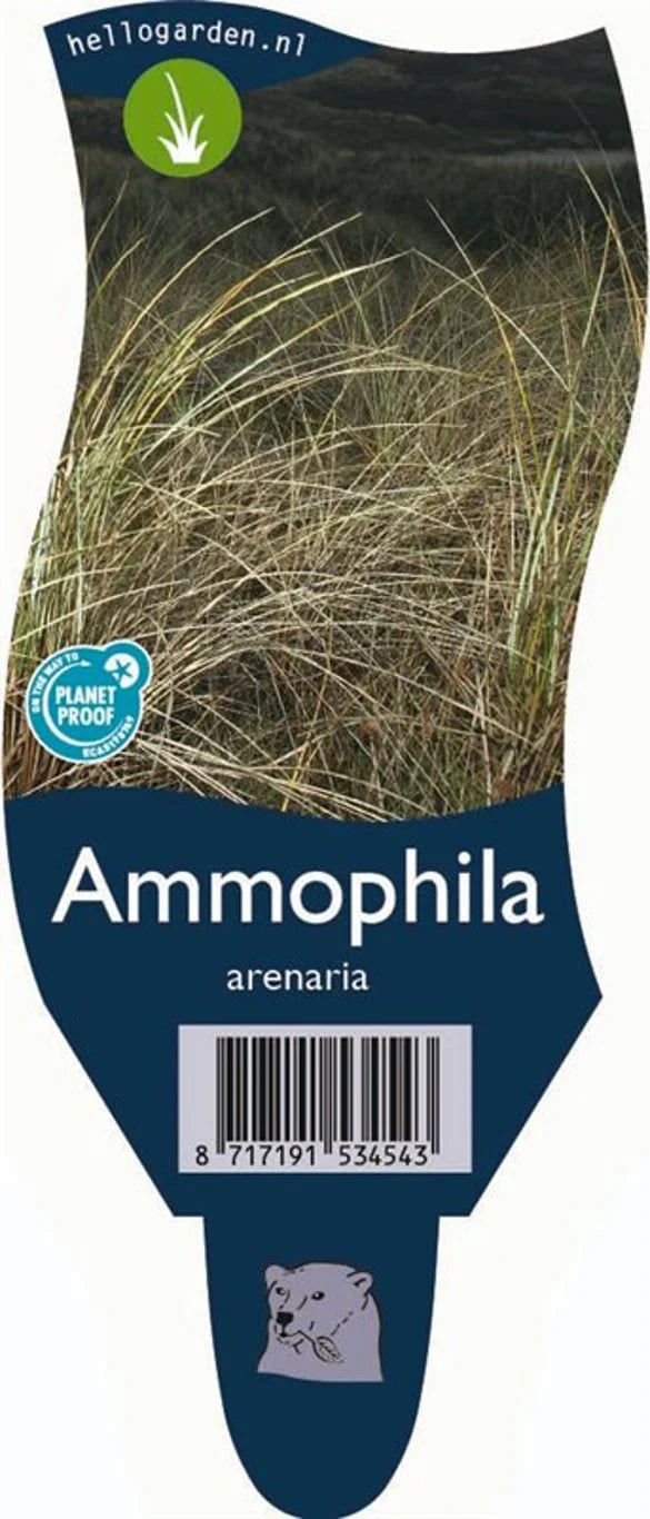 Silvergräs (Ammophila)