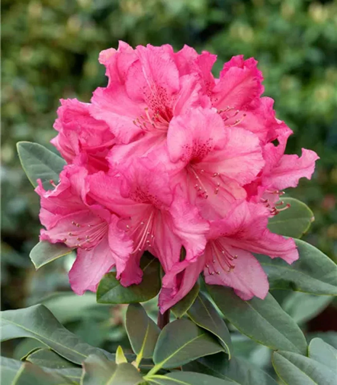 Rododendron (Rhododendron)