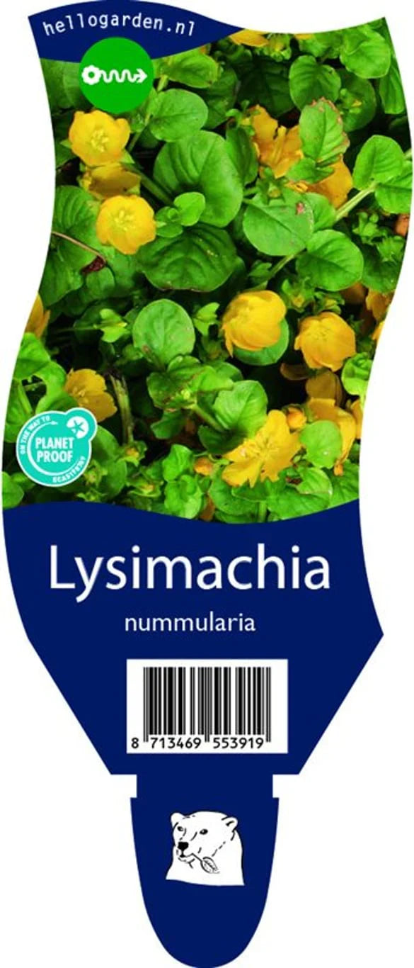 Praktlysing (Lysimachia)