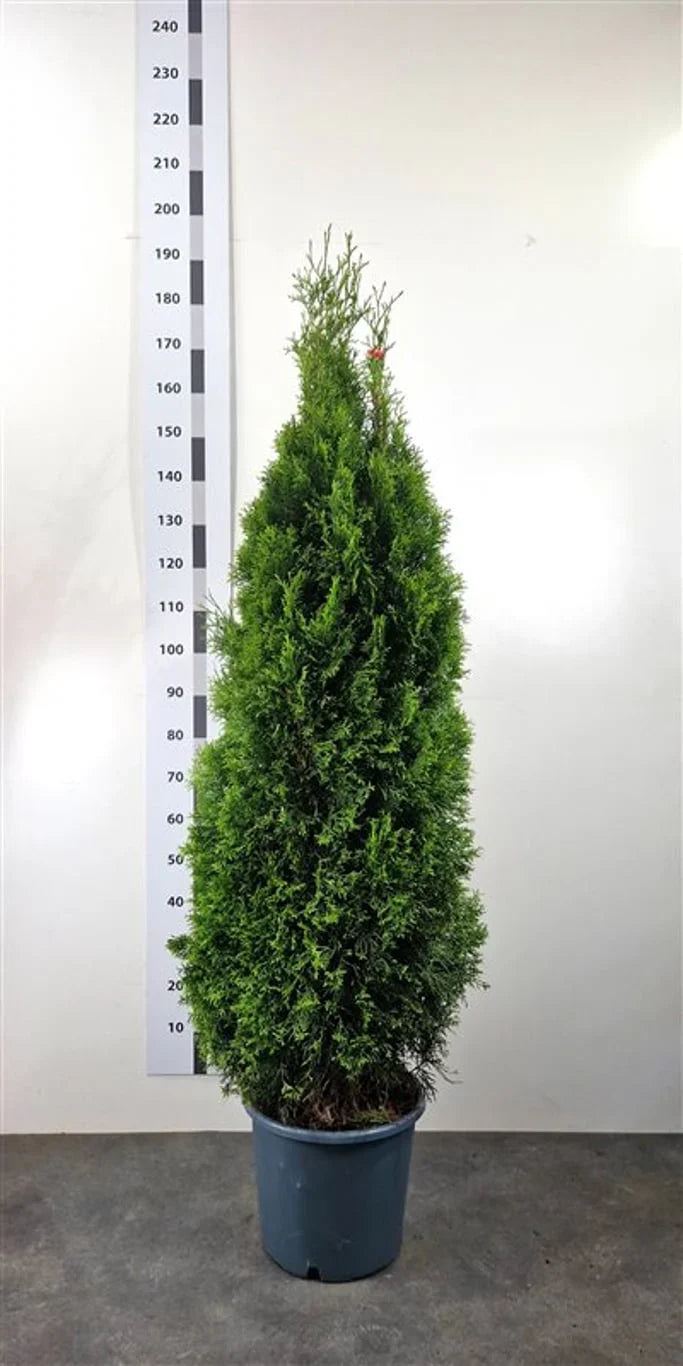 Thuja Smaragd (Thuja occidentalis 'Smaragd')