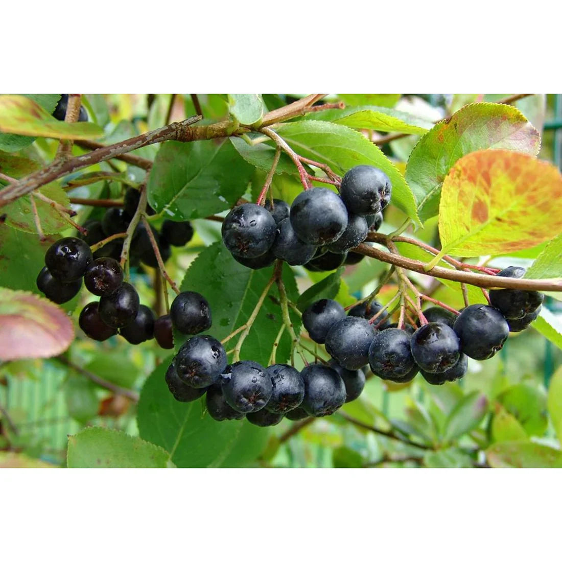 Svartaronia (Aronia melanocarpa)