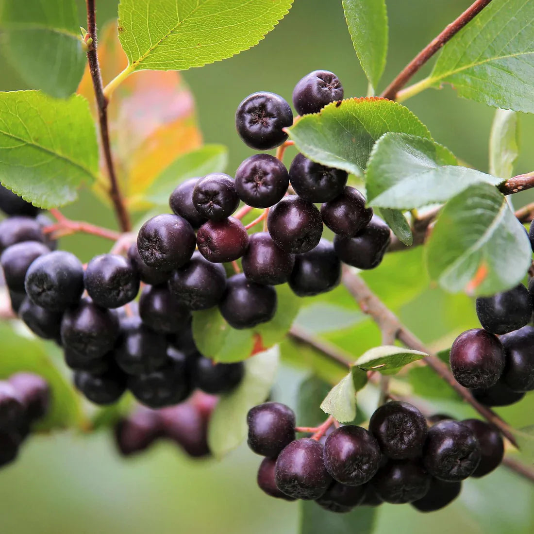 Aronia (Aronia melanocarpa)