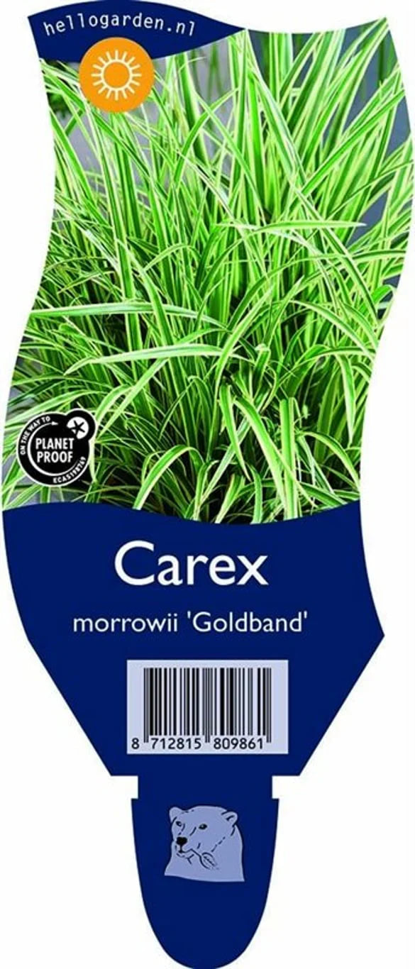 Starr (Carex)