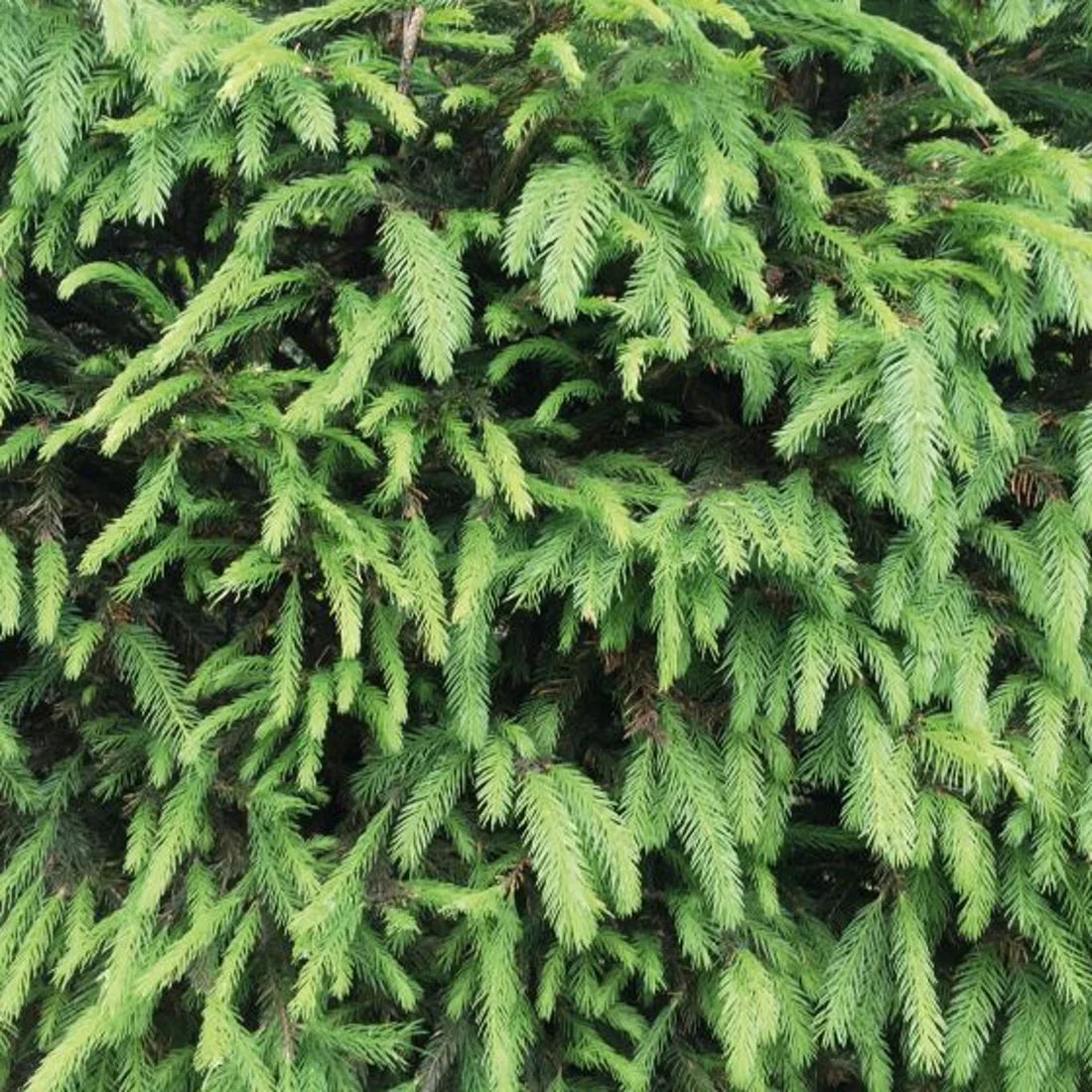 Gran (Picea abies)