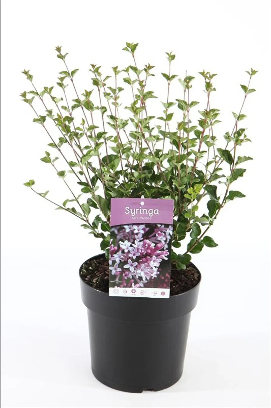 Syren (Syringa)
