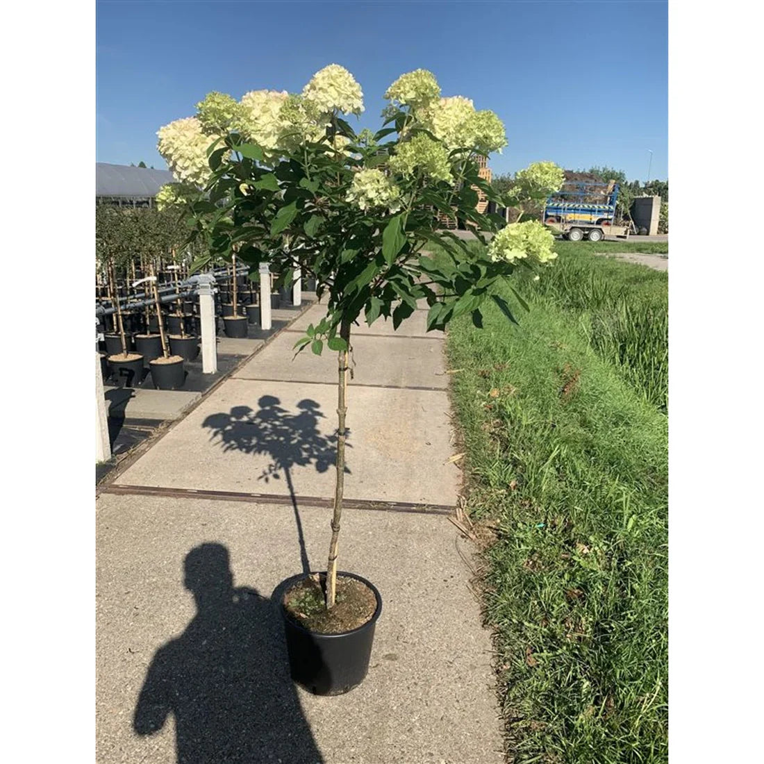 Stamhortensia (Hydrangea)