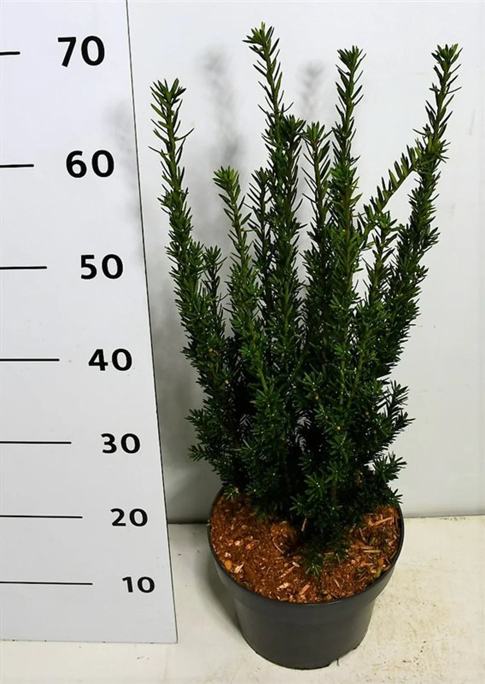 Idegran (Taxus baccata)