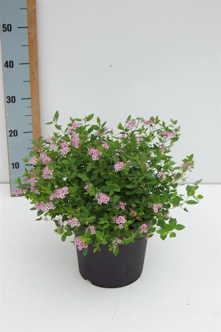 Spirea (Spiraea)