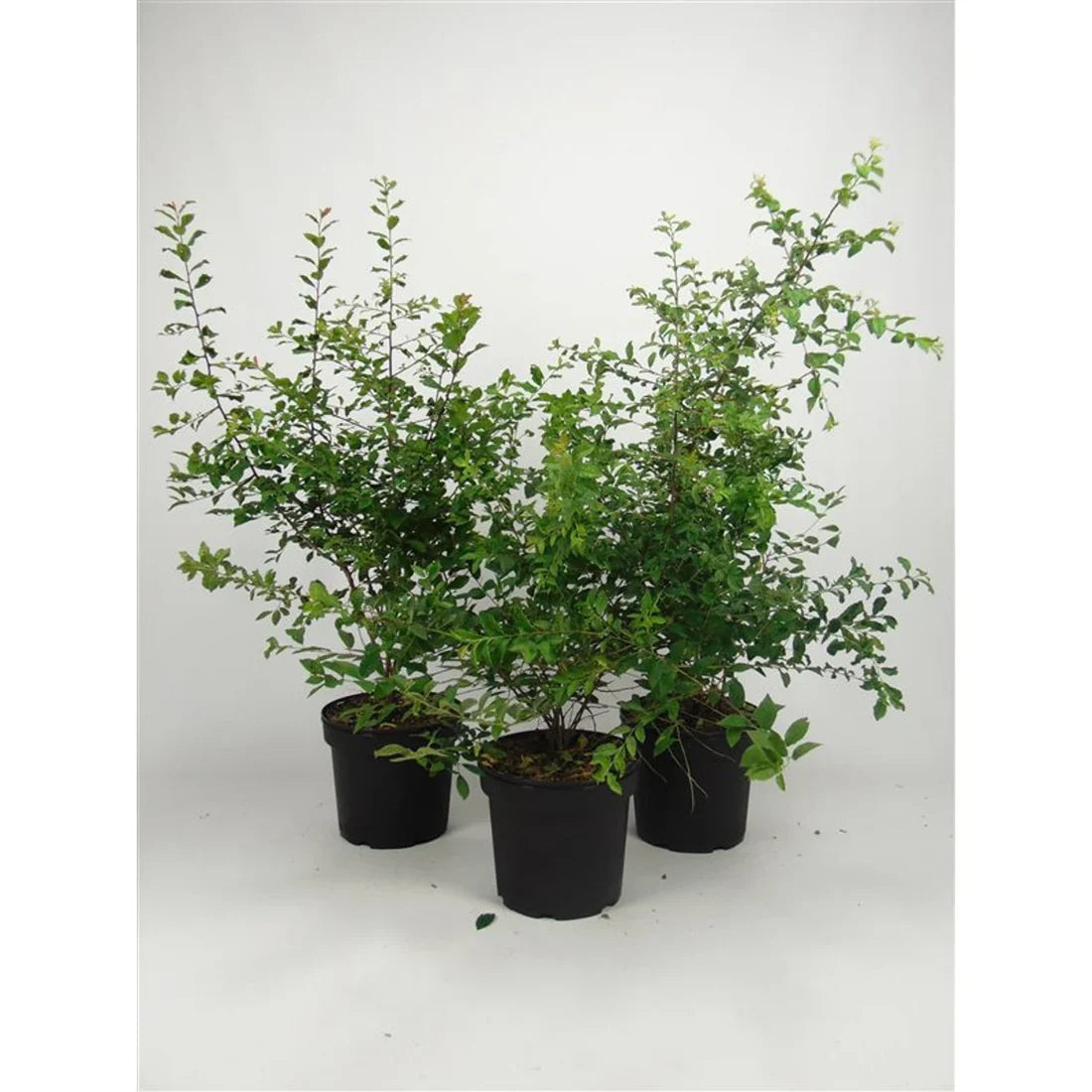 Slån (Prunus spinosa)