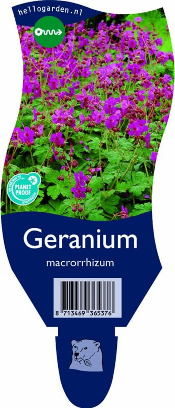 Trädgårdsnäva (Geranium)