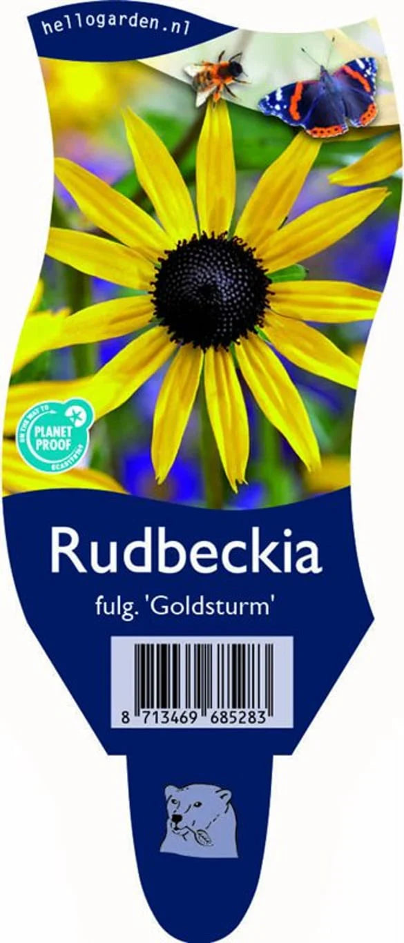 Rudbeckia (Rudbeckia)