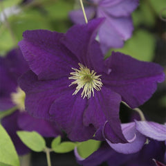 Collection image for: Clematis (Sen storblommig)