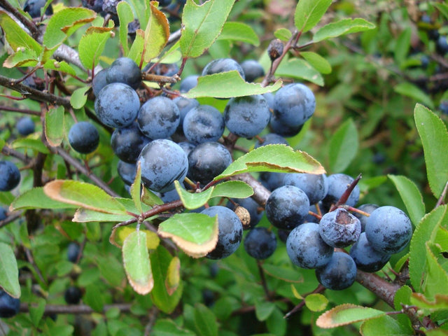 Slånbär - Svedberga Plantskola AB