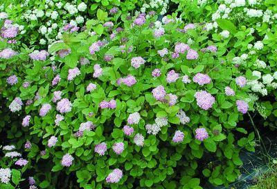 Spirea