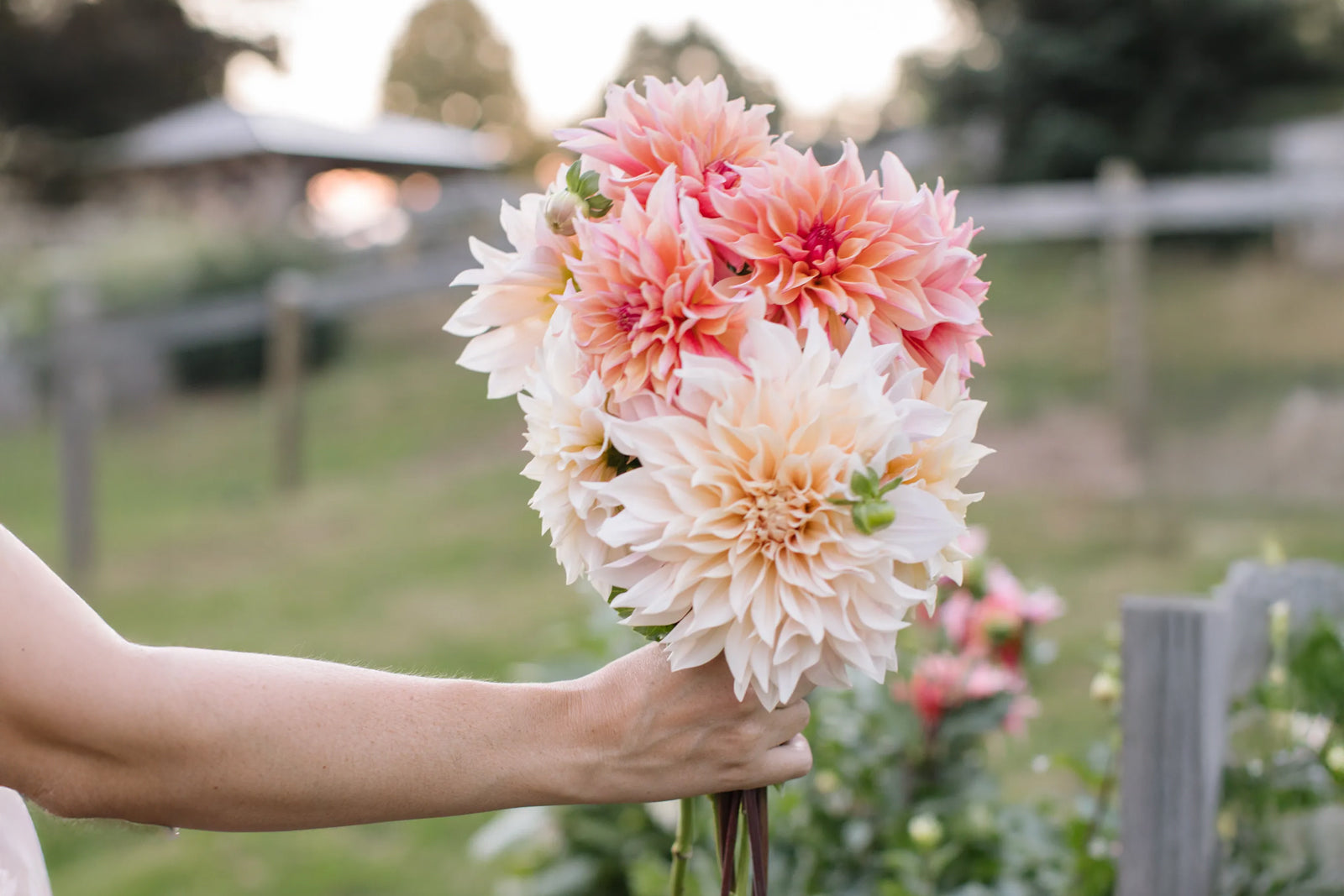 Vårlökar & Knölar