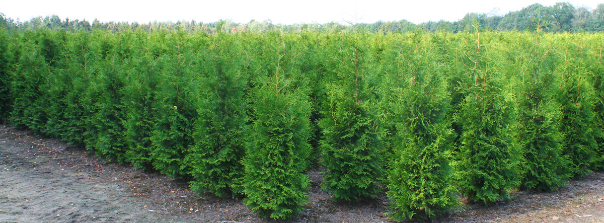 Thuja