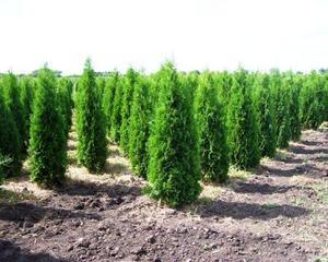 Thuja för häckplantering