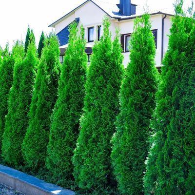 Thuja Smaragd