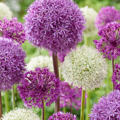 Collection image for: Allium