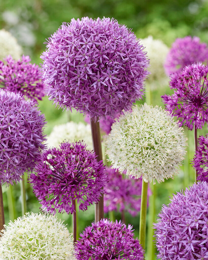 Allium