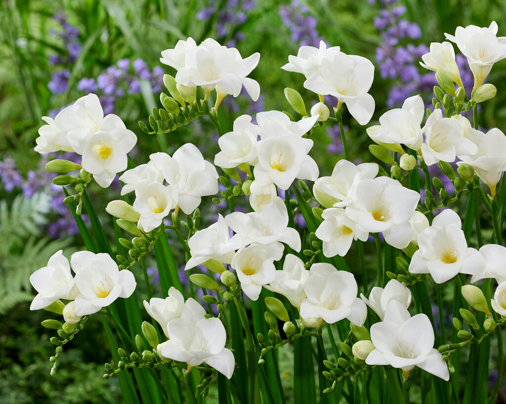 Freesia