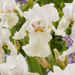 Collection image for: Iris