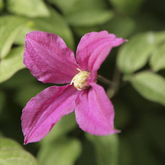 Collection image for: Clematis Viticella