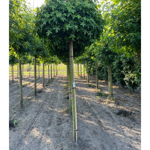 Ambraträd - Liquidambar styraciflua &