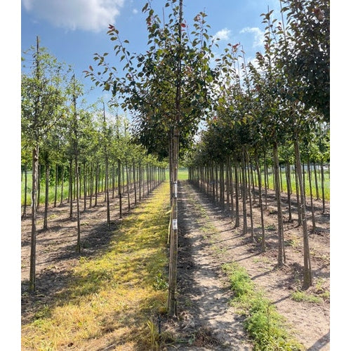 Prydnadsapel - Malus 'Rudolph' - 80 CM Stem C5