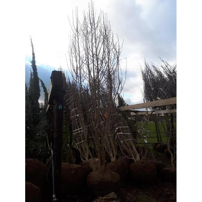 Hybridmagnolia - Magnolia loebneri 'Merrill' 400-450 MS