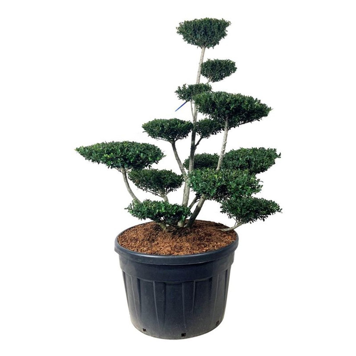Ilex crenata &