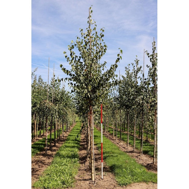 Kamtjatkabjörk - Betula ermanii 12-14  HS,