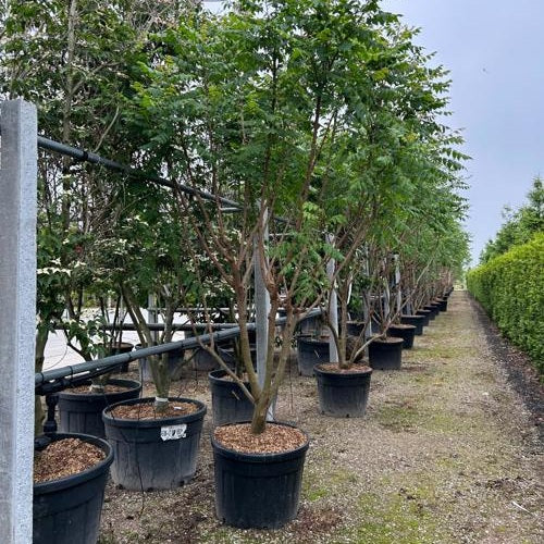 Kinesträd - Koelreuteria paniculata 250-300 MS CONT