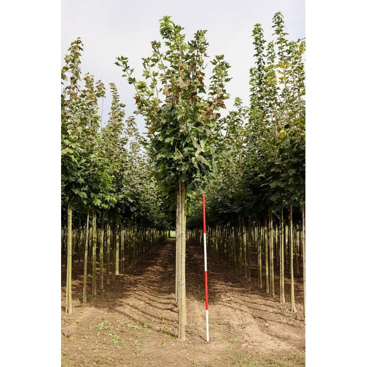 Lönn - Acer platanoides  - Stammens omkrets 14-16 cm, höjd 3,5-4 meter,   HS,