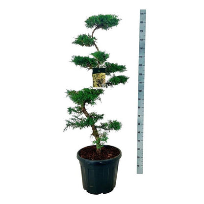 Juniperus pfitzeriana Bonsai 100-125 cm C45 (45 liters kruka)