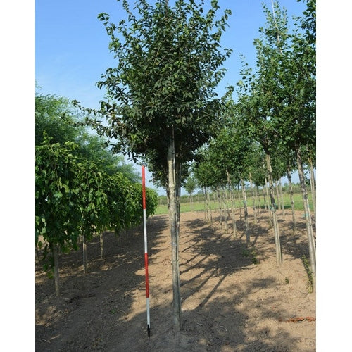 Mispel - Mespilus germanica  - Stammens omkrets 18-20 cm, höjd 4 +/- meter,   HS,