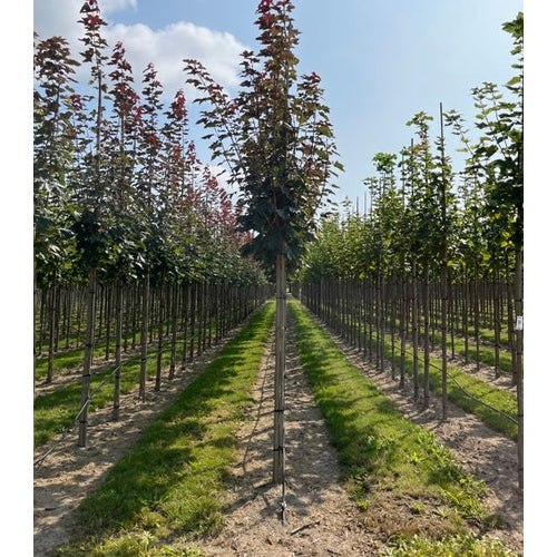 Lönn - Acer platanoides &