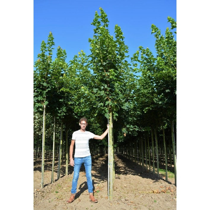 Lönn - Acer platanoides 'Cleveland'  - Stammens omkrets 14-16 cm, höjd 3,5-4 meter,   HS,