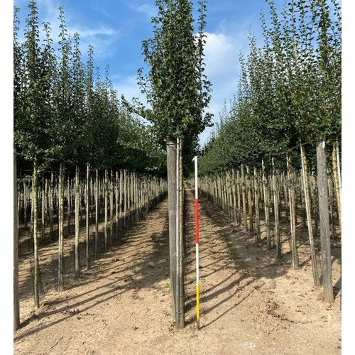 Trubbhagtorn - Crataegus monogyna 'Stricta' 12-14  HS,