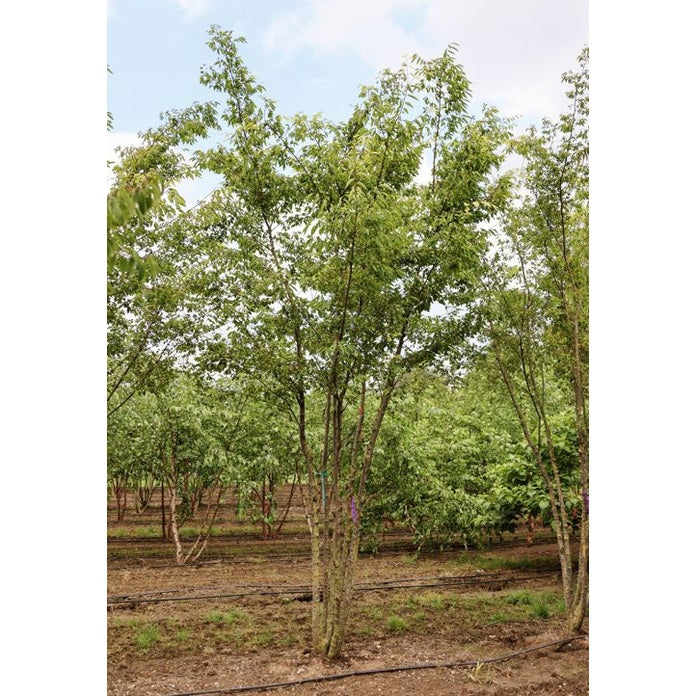 Japansk zelkova - Zelkova serrata 400-450 MS
