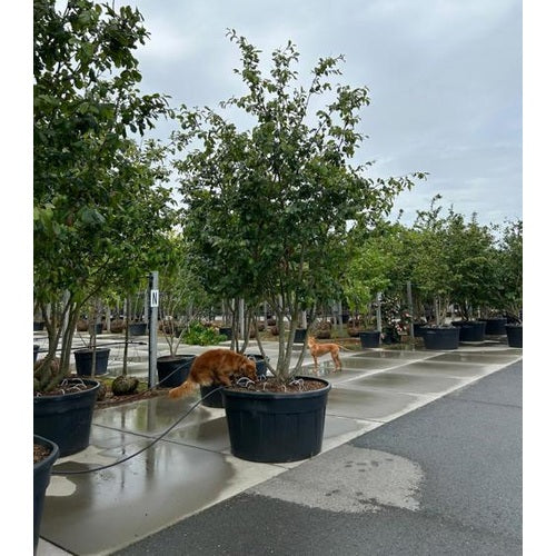 Papegojbuske - Parrotia persica 350-400 MS CONT