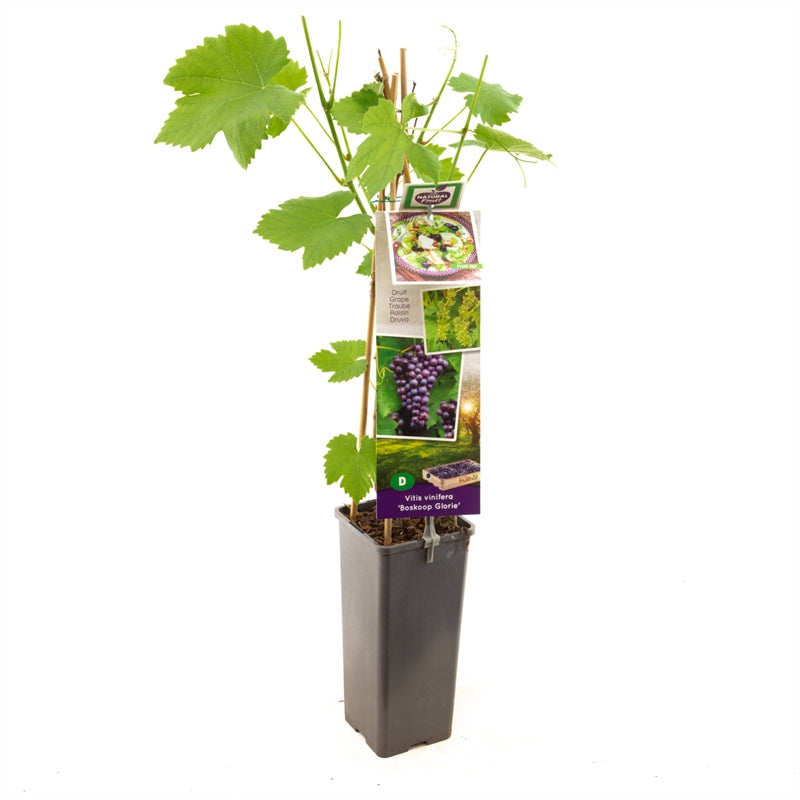Vitis &