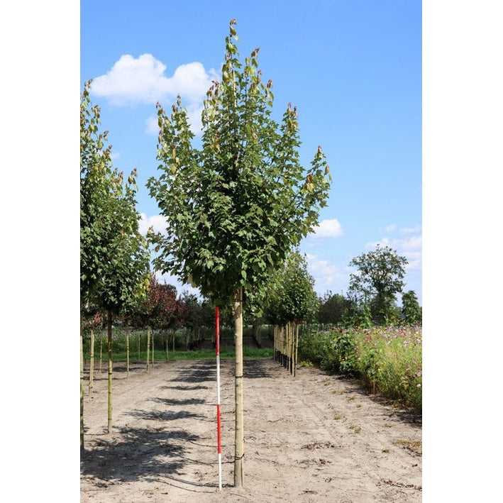 Rödlönn - Acer rubrum RED SUNSET  - Stammens omkrets 16-18 cm, höjd 3,5-4 meter,   HS, COCO